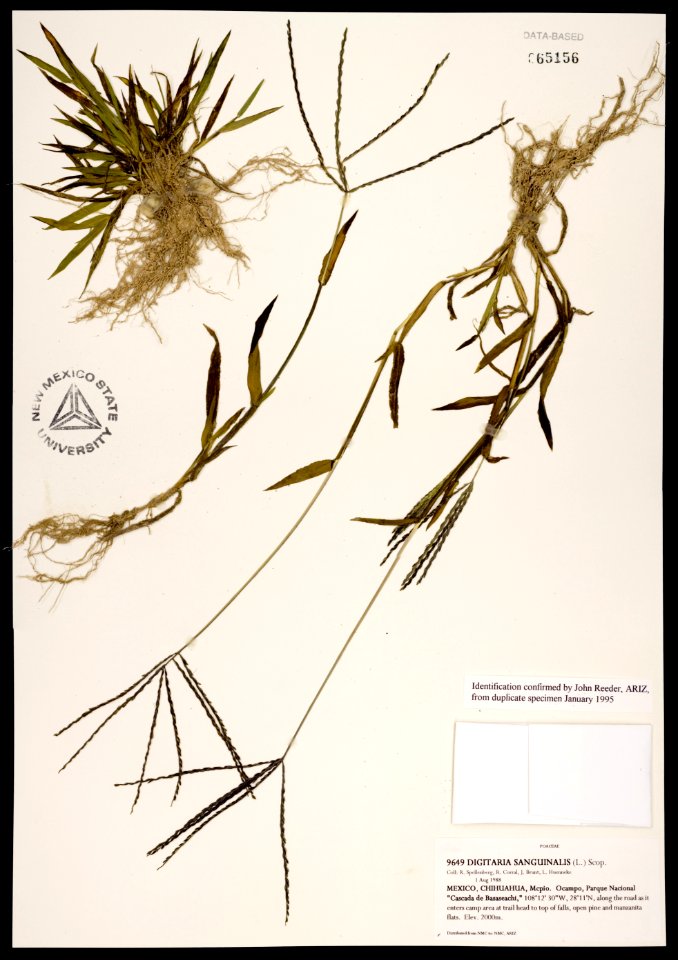 Digitaria sanguinalis