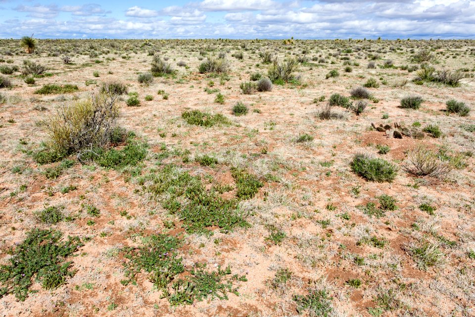 North-northeast of Lordsburg