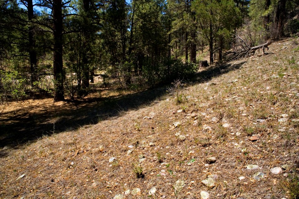 Borracho Ranger Station