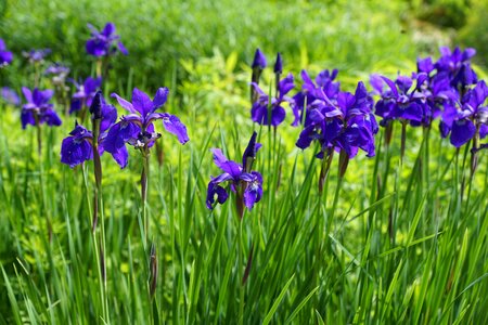 Bloom nature garden