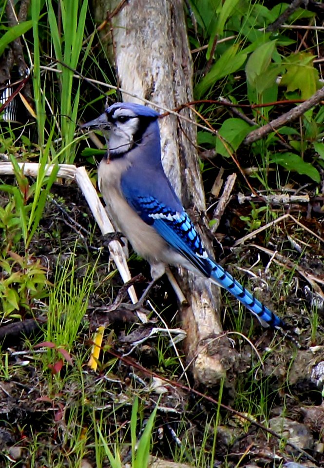 Blue Jay