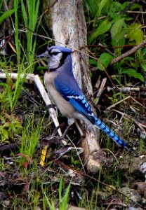 Blue Jay photo