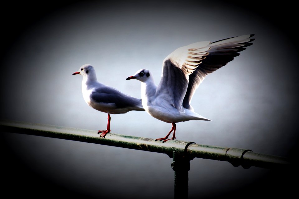 Edgbaston-Reservoir-seaguls4