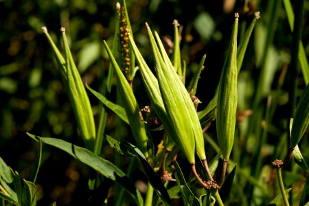 Asclepias incarnata