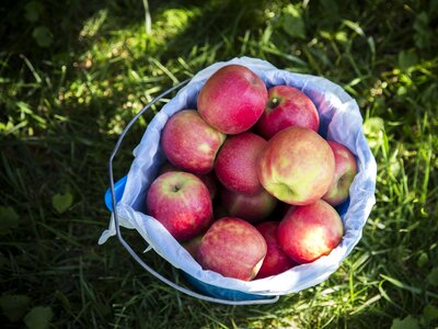 Food nature green photo