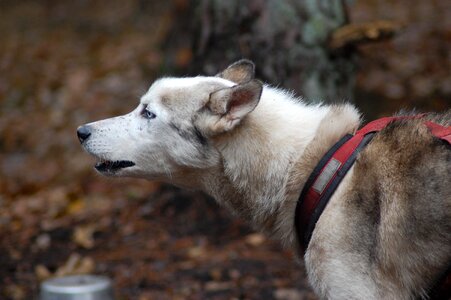 Sled dog forest husky photo