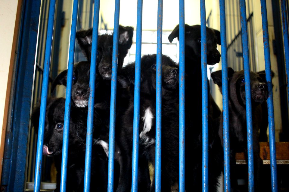 01.10.2018 - SMS - Especial Dia dos Animais - Foto Marcel Avila