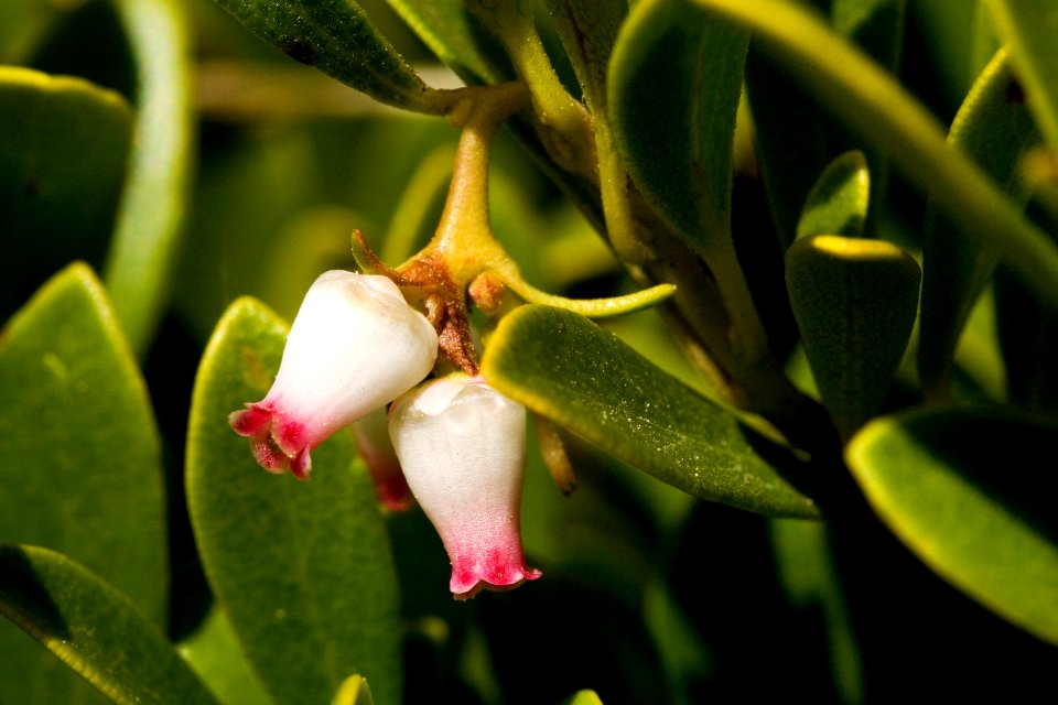 Arctostaphylos uva-ursi