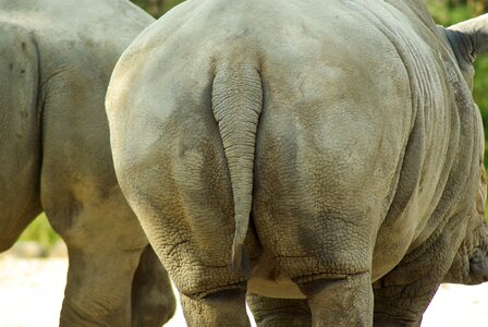 Rhinoceros tawny wild animal