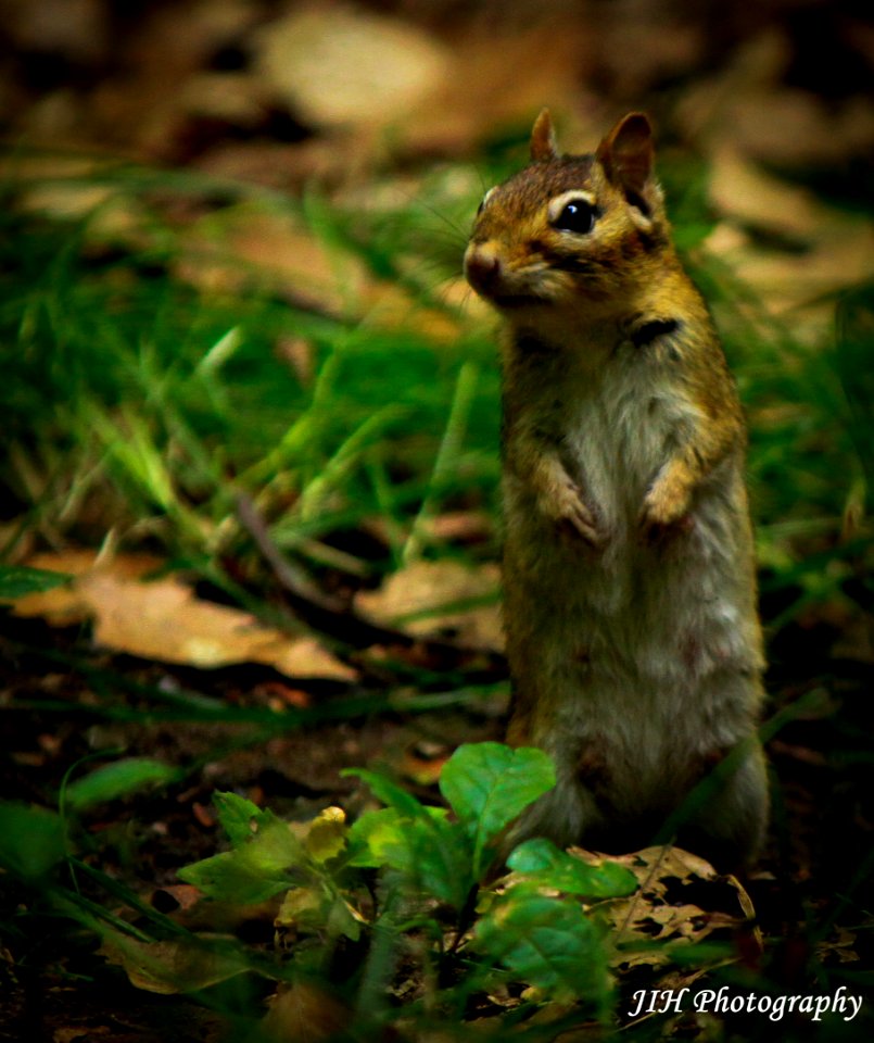 "You're a Northern Reticulated Chipmunk ... Yes you are! ... You are so reticulated" - Lisa Simpson