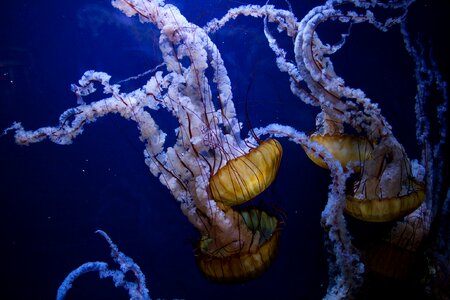 Sea animal poisonous photo