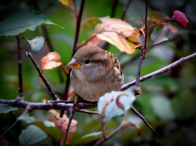 Fall sparrow photo