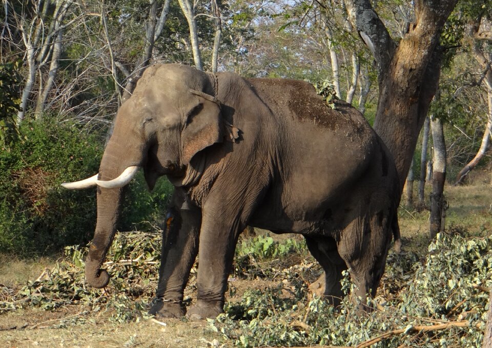 Mammal wildlife forest