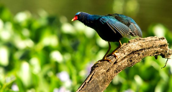 Gallinita azul photo