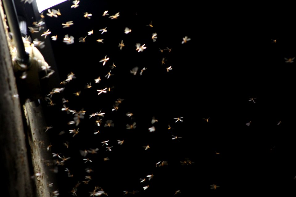 Dragonfly in the light / libélula a la luz
