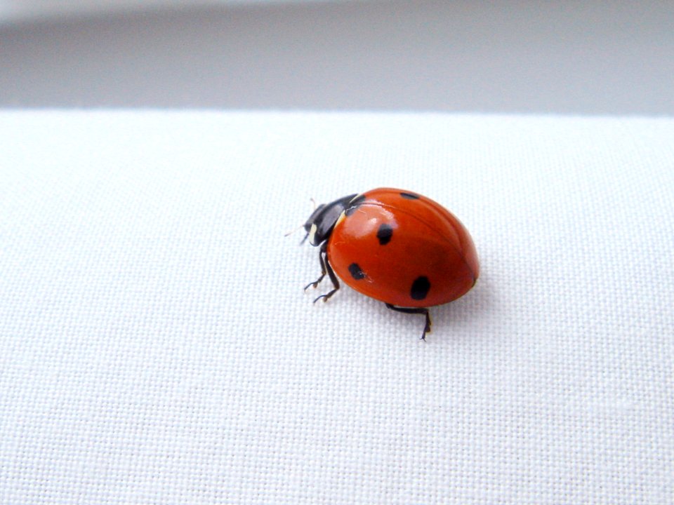Ladybug