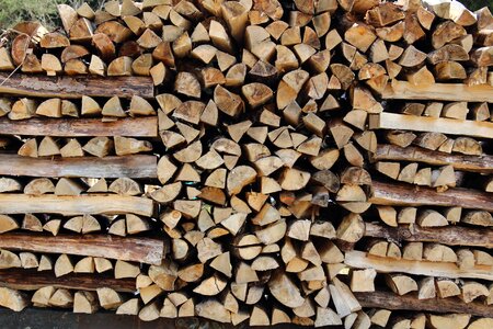Forest firewood stock photo
