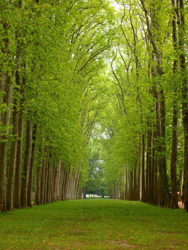 Beautiful Tree Lined Avenue