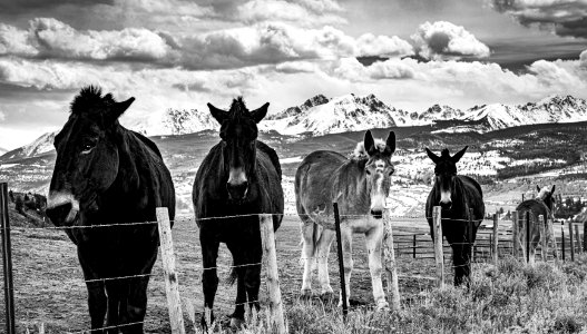 Horses in the Mountains photo