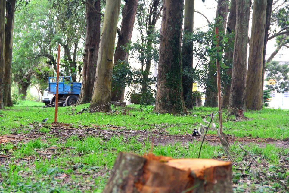 18.09.2018 - SQA - Reflorestamento Bosque Av José Maria da Fontoura - Foto Marcel Avila