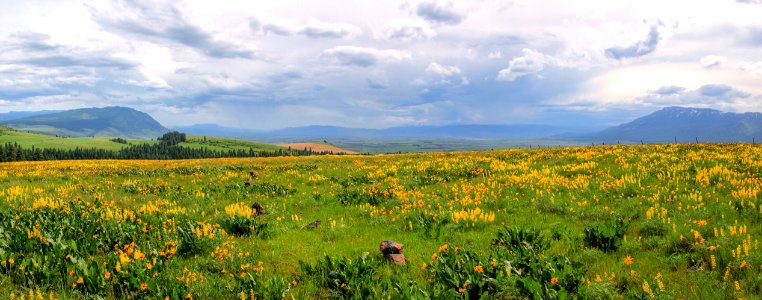 Wildflower Fields over Grande Ronde Valley