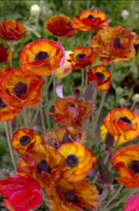 Ranunculus photo