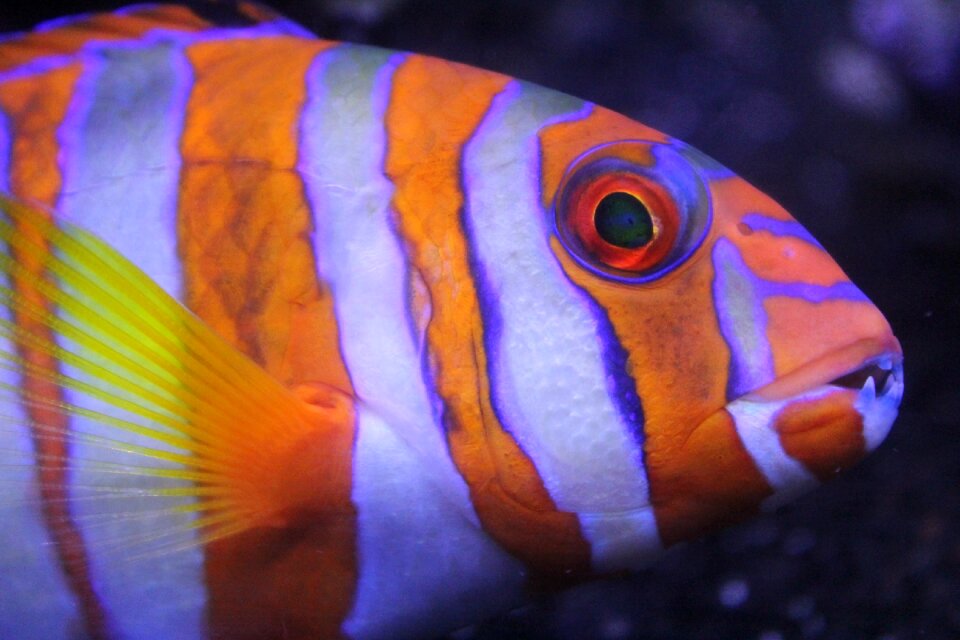 Ocean marine animal