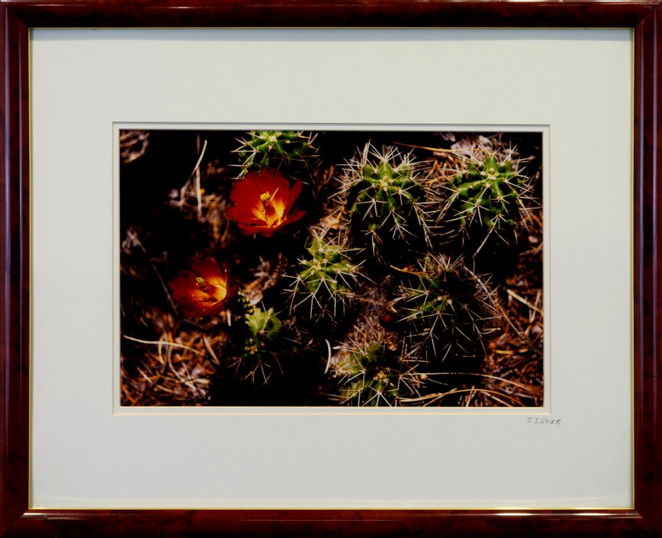 338 | John Stier | Grand Canyon Cactus | Photography | 18x21