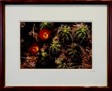 338 | John Stier | Grand Canyon Cactus | Photography | 18x21