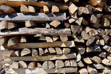 Forest firewood stock photo