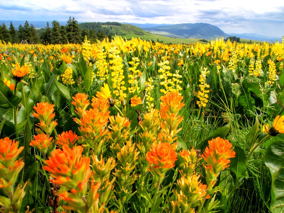 Indian Paintbrush