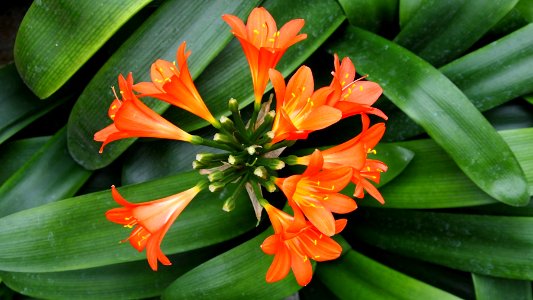 Flowers in royal greenhouses 6