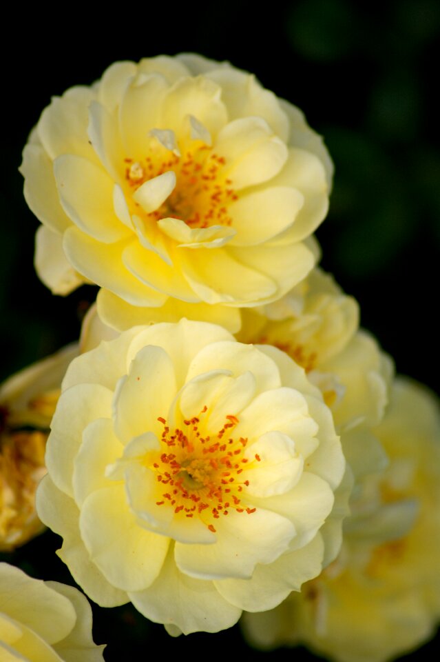 Blossom bloom rose bloom