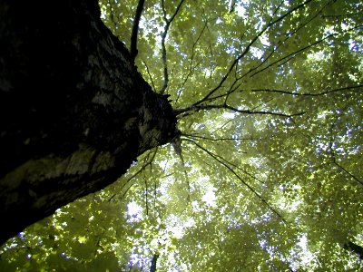Algonquin forest canopy photo