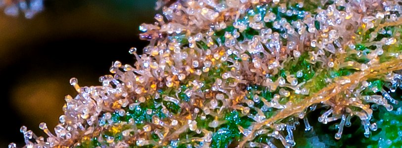 trichromes macro bud photo