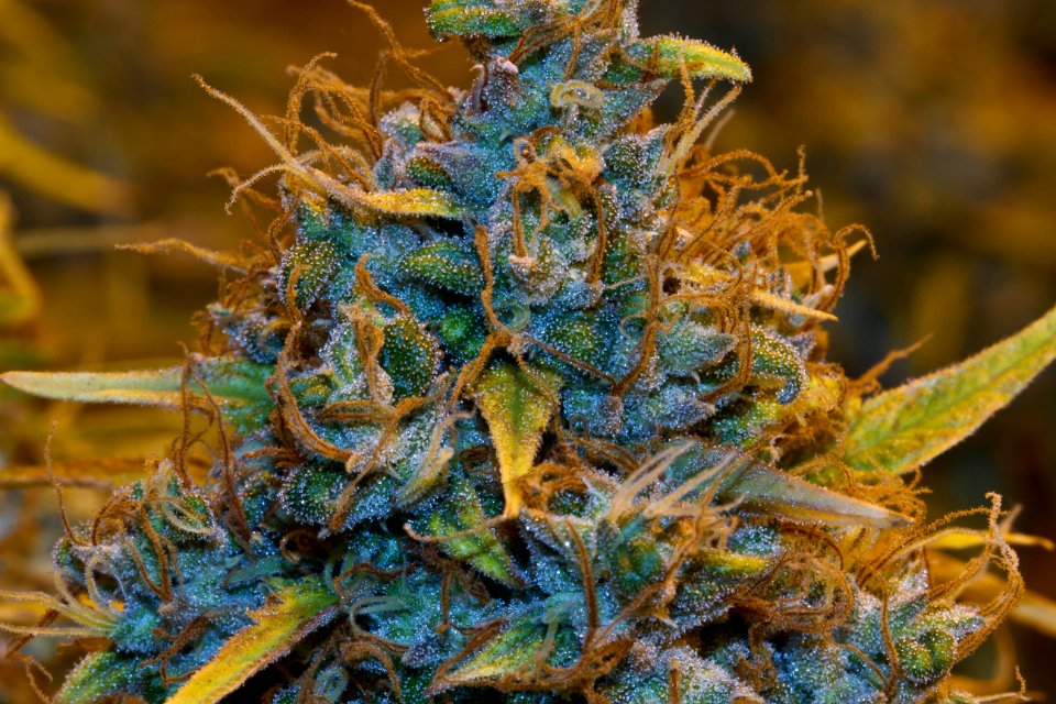 Organic Medical Marijuana Photos Colorado