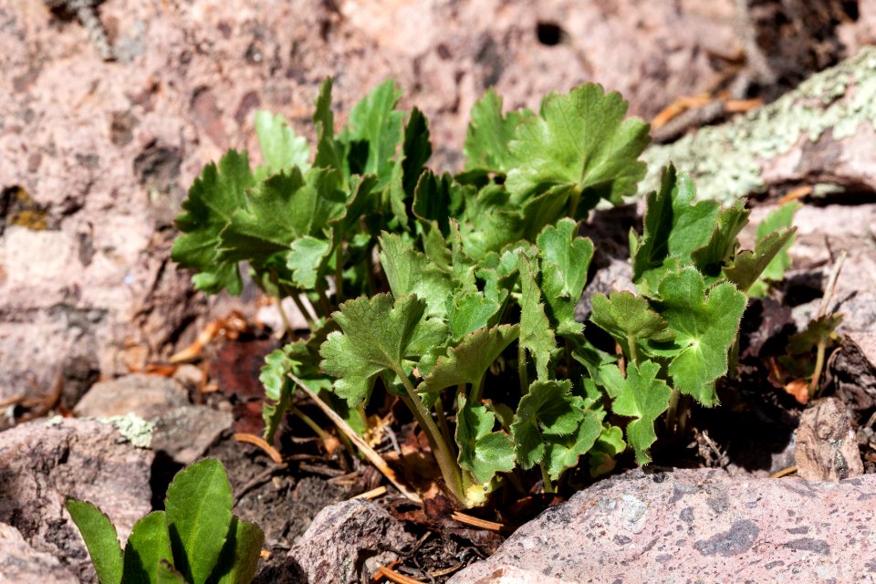 Heuchera