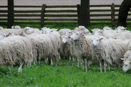 Heide moorschnucke wildeshausen