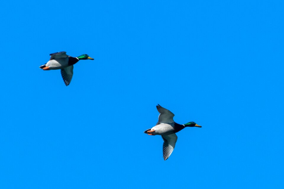 Water bird flying free