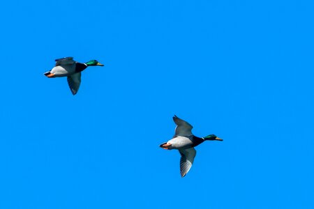 Water bird flying free