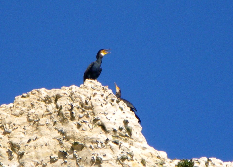 Cormrant