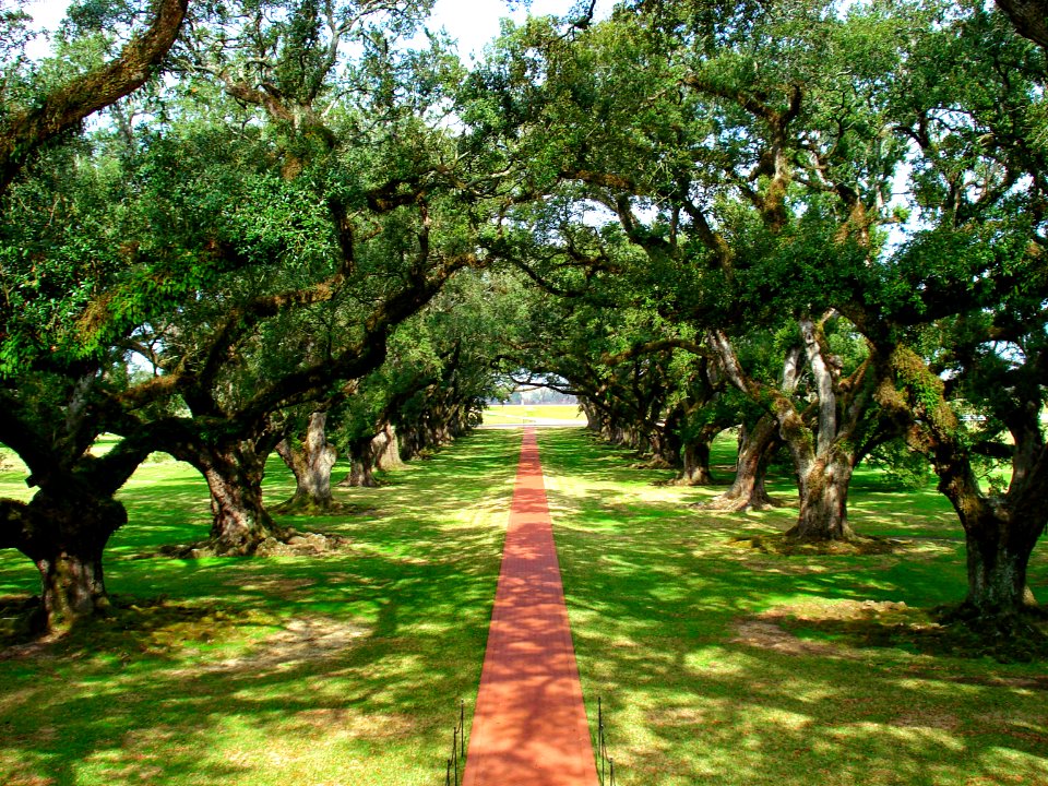 Oak Alley