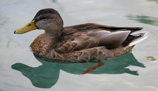 Water bird swim duck bird photo