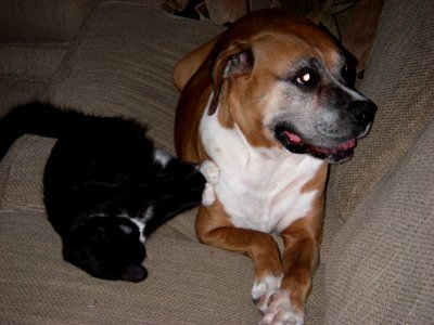 Raster & Nubbie