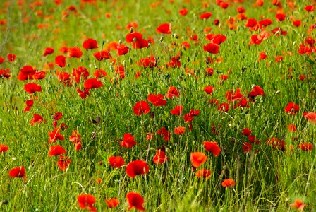 Flowers field of poppies poppy