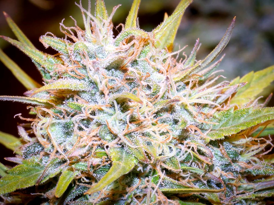 Bright Trichromes