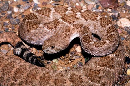 Crotalus atrox