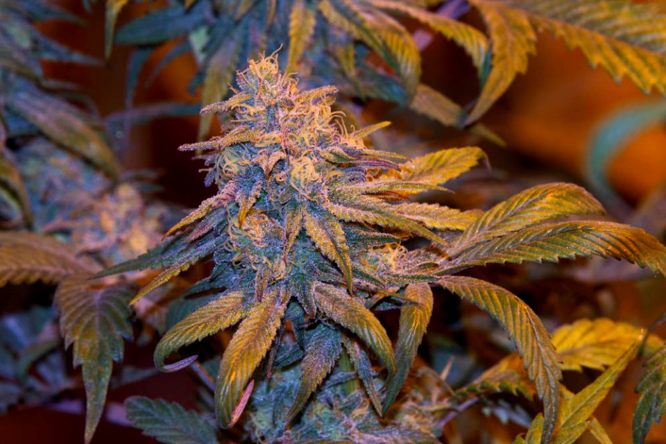 Organic Medical Marijuana Photos Colorado