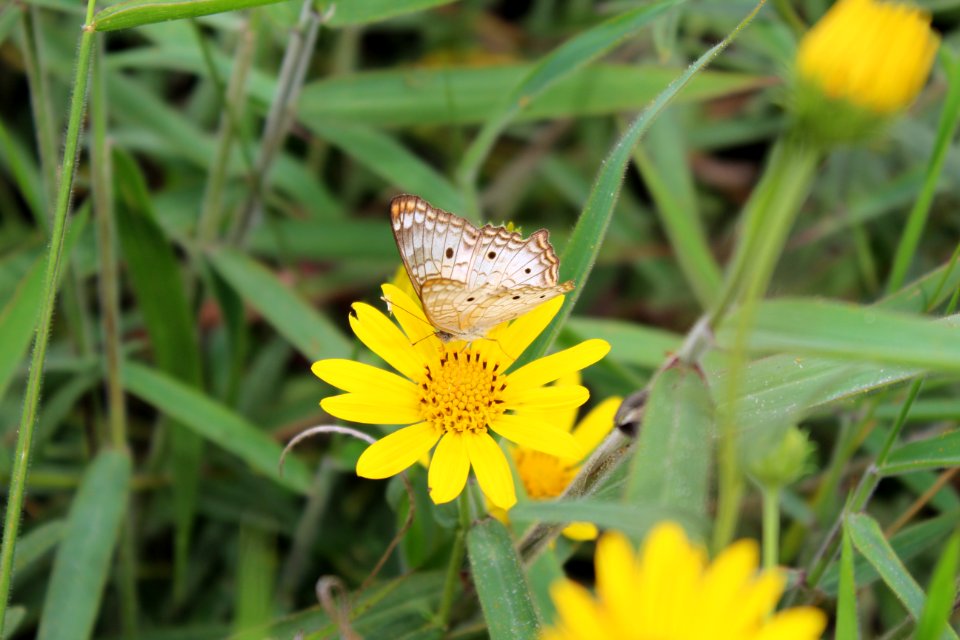 Borboleta e Flor