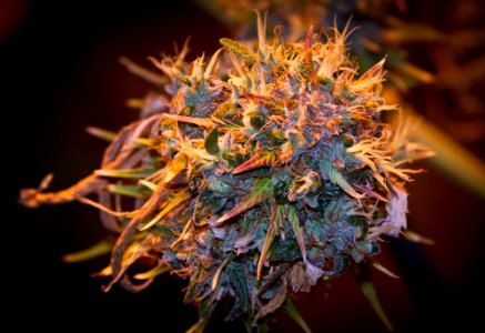 Organic Medical Marijuana Photos Colorado